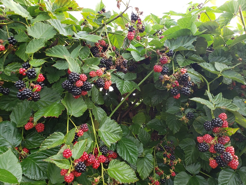 blackberries